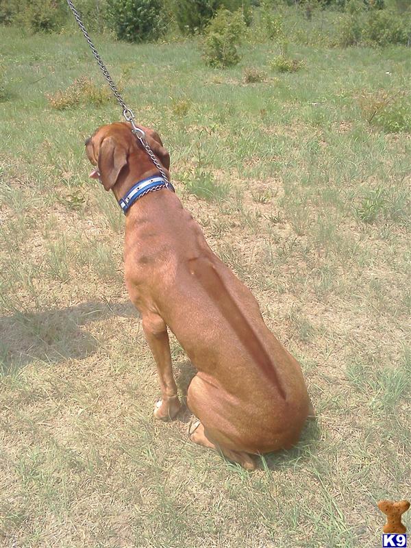 Stud Dogs - Rhodesian Ridgeback