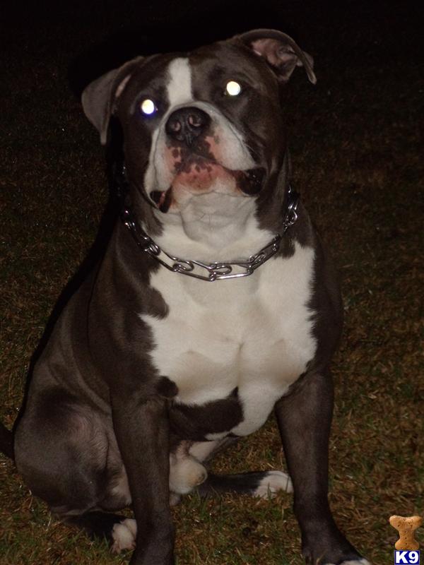 Stud Dogs in SC