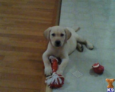 Puppies in NJ
