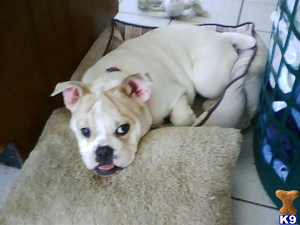 Dogs for Sale in MD