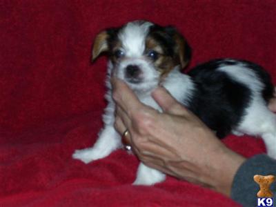 Yorkshire Terrier Puppies for Sale