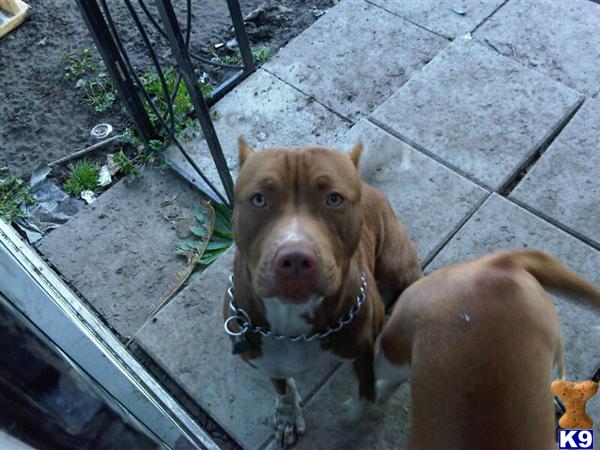 Dogs - American Staffordshire Terrier