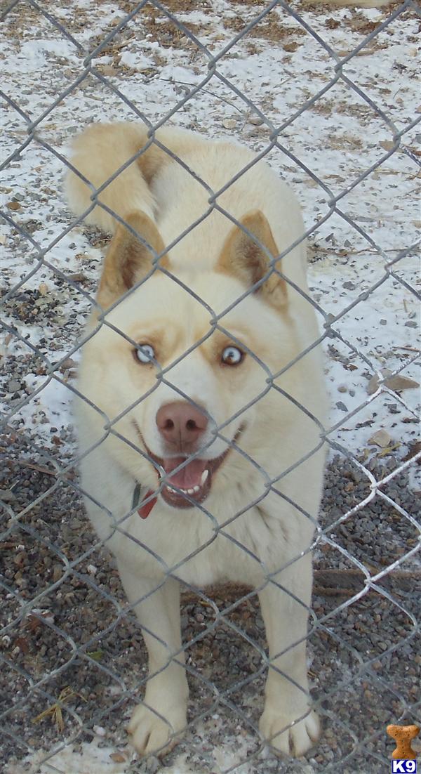 Dogs for Sale in PA