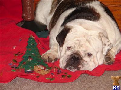 Dogs - English Bulldog