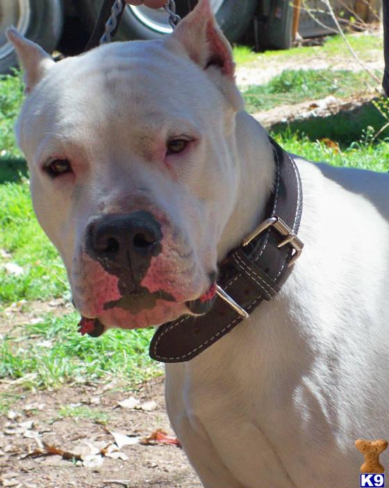 Dogo+argentino+puppies+for+sale+in+california