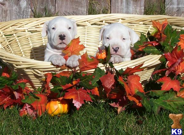 Dogo Argentino Puppies