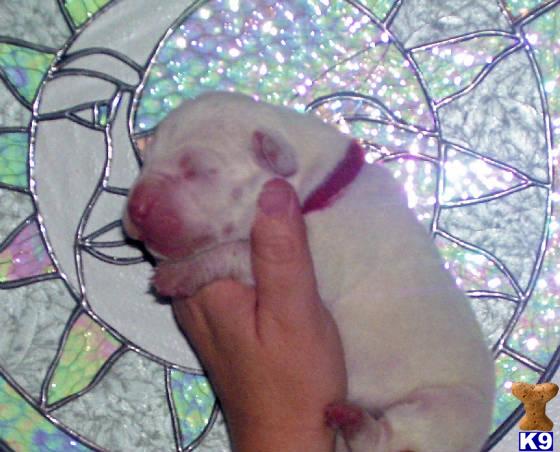 Dogo Argentino Puppies