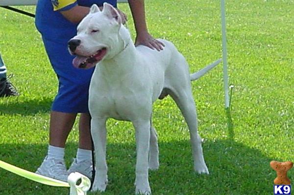 Dogo Argentino Puppy. Dogo Argentino Puppies