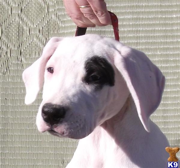 Dogo Argentino Puppies dogo argentino breeders in california. Dogo Argentino Puppies