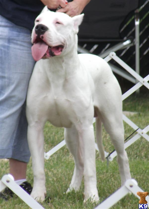 Dogo+argentino+breeders+in+usa