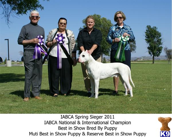 Dogo+argentino+breeders+in+california