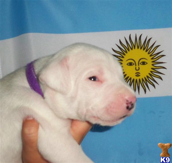 Dogo+argentino+breeders+in+california