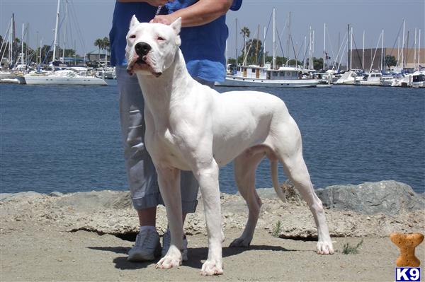 Stud Dogs in CA