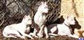 Dogo Argentino