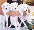 Dogo Argentino