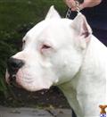 Dogo Argentino