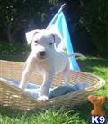 Dogo Argentino