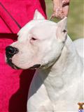 Dogo Argentino