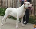 Dogo Argentino