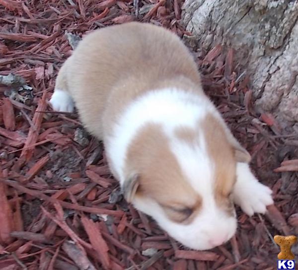 corgi puppies arkansas pin arkansas pembroke corgi new puppies on corgi puppies arkansas pin arkansas pembroke corgi new puppies on