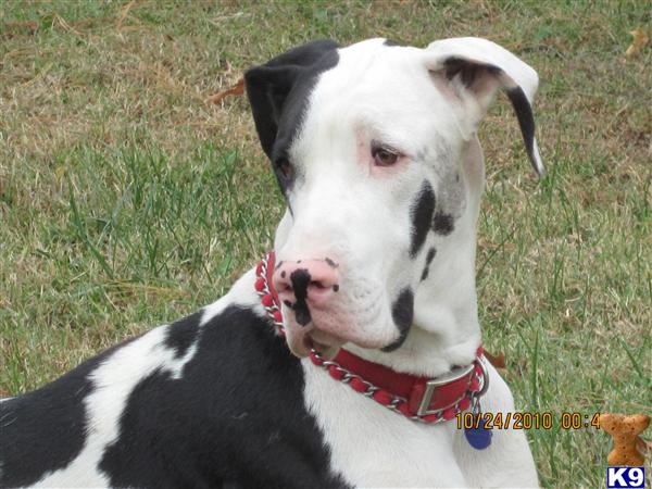 Dogs - Great Dane