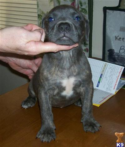 Puppies in PA