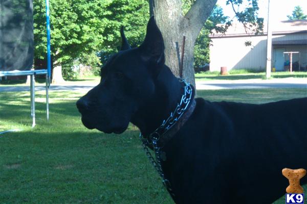 Stud Dogs in MI