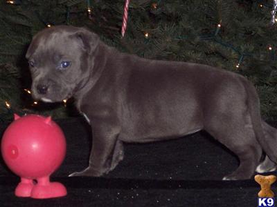 Puppies in OR