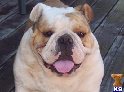 Stud Dogs in OR