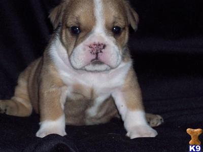 Puppies in OR