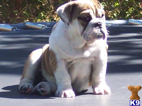 Puppies in Eagle point