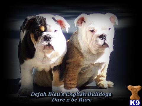 Puppies in Eagle point
