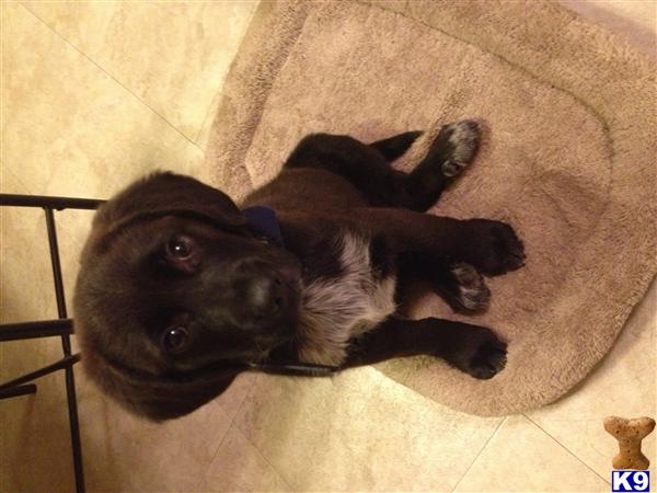 Labrador Retriever Puppies in NY
