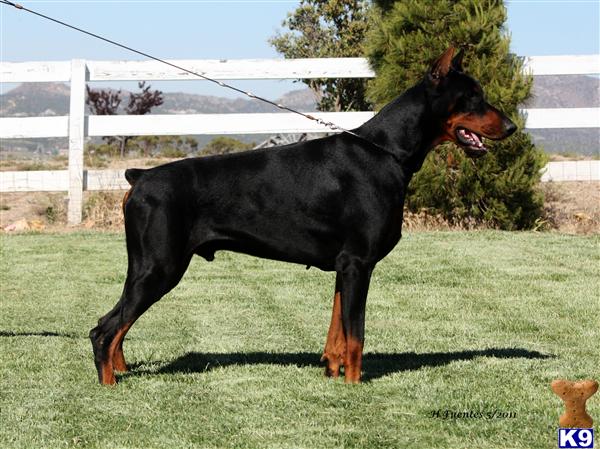 Stud Dogs - Doberman Pinscher