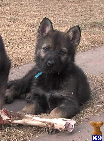 Puppies in CO
