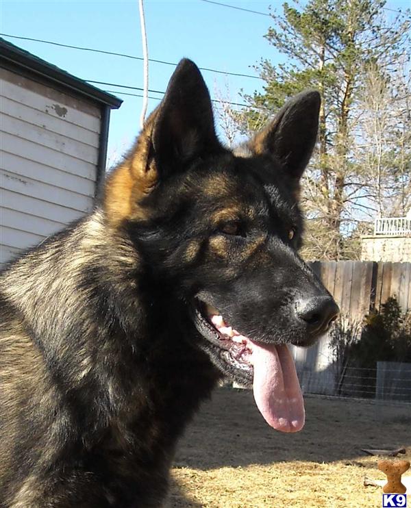yorkie puppies spokane wa german shepered for sale in denver breeds picture yorkie puppies spokane wa german shepered for sale in denver breeds picture