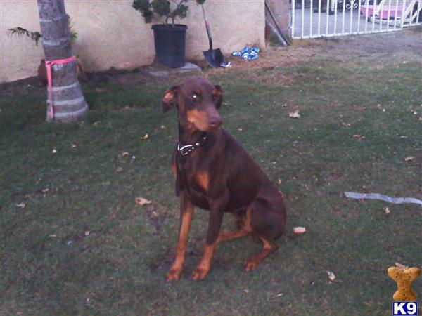 Stud Dogs - Doberman Pinscher