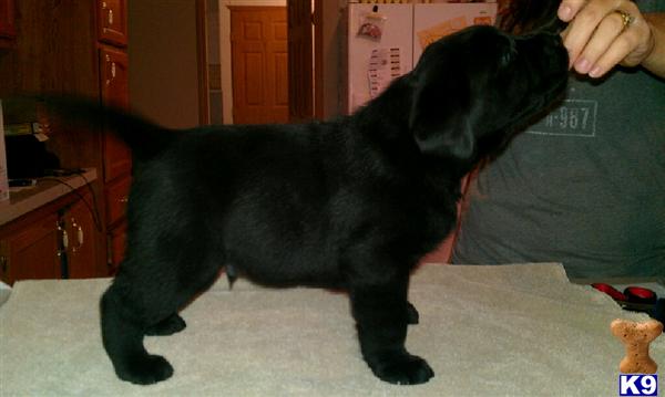 Labrador Retriever Puppies