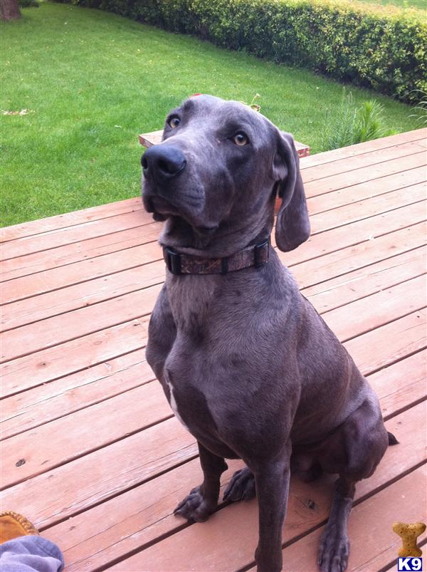 Stud Dogs - Weimaraner