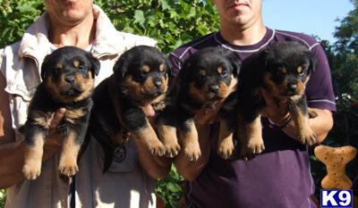 Puppies in Denver