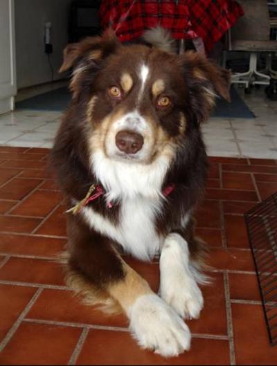 Stud Dogs - Australian Shepherd