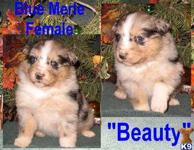Puppies in NM