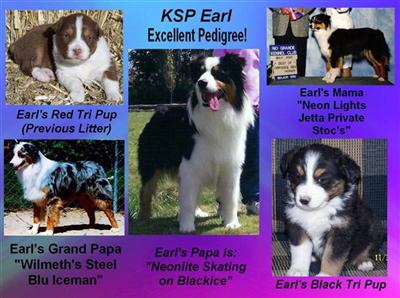 Stud Dogs - Australian Shepherd