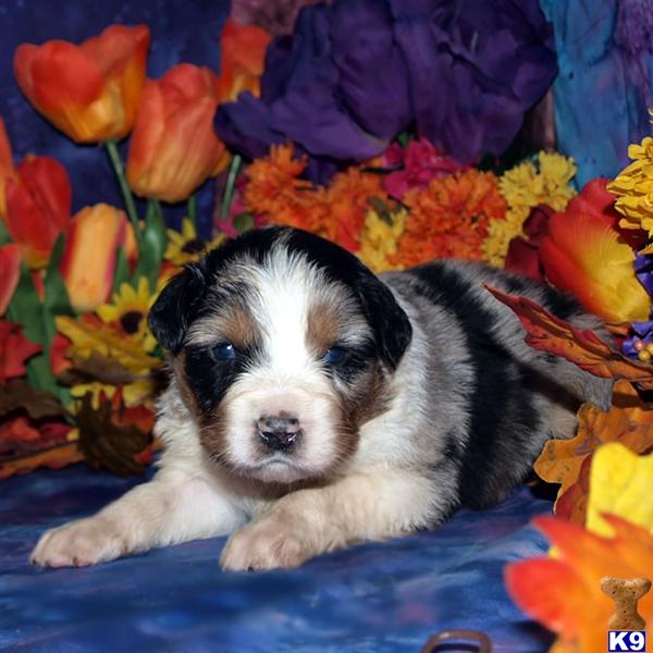 Puppies in Belen