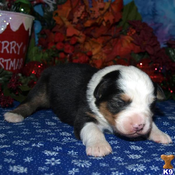 Puppies in Belen