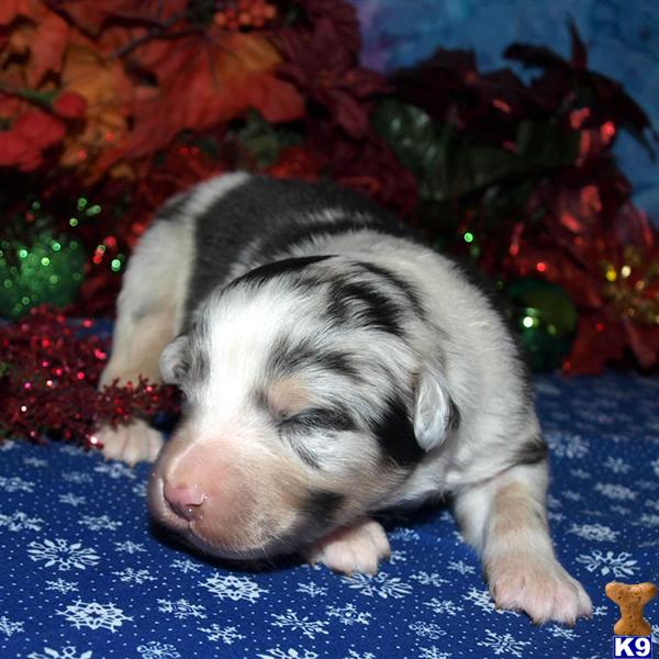 Puppies in Belen