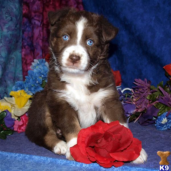Puppies in NM