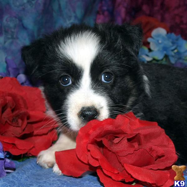 Puppies in NM