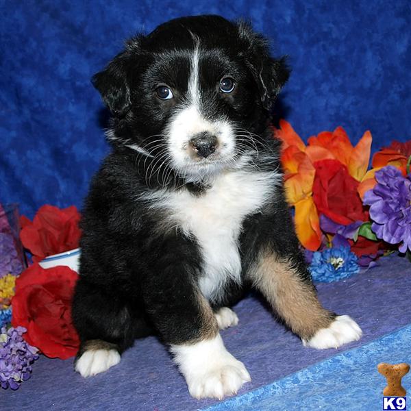Puppies in NM