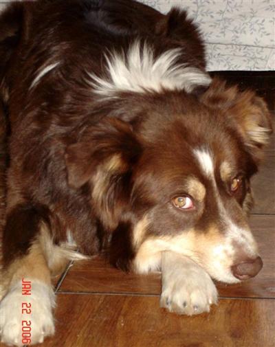 Dogs for Sale in NM